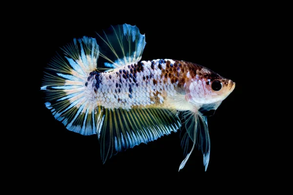 Betta vis vechten in het aquarium — Stockfoto