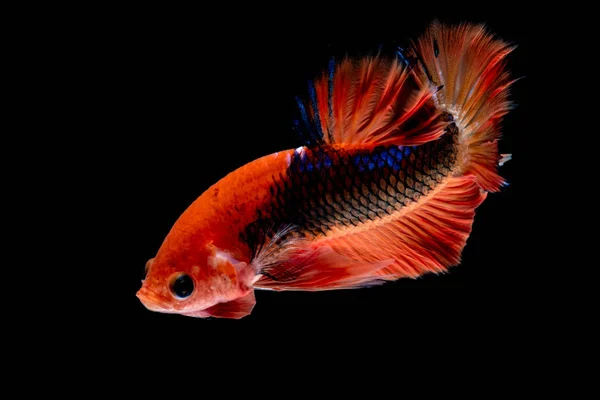 Betta fisk slåss i akvariet — Stockfoto