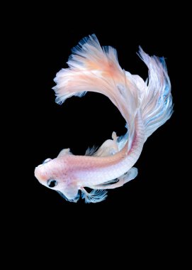 İçinde belgili tanımlık akvaryum daha iyi balık mücadele 