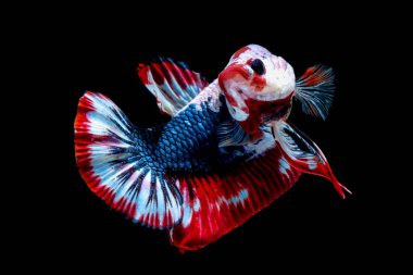 İçinde belgili tanımlık akvaryum daha iyi balık mücadele