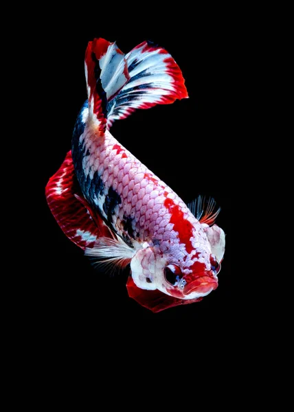 Ikan Betta Bertarung di akuarium — Stok Foto