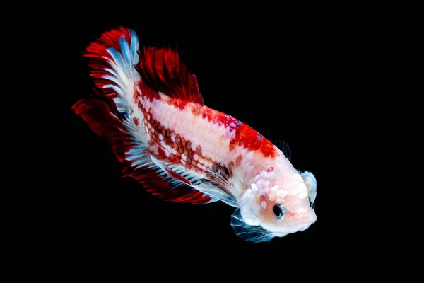 Бетта риби боротися в акваріумі — стокове фото