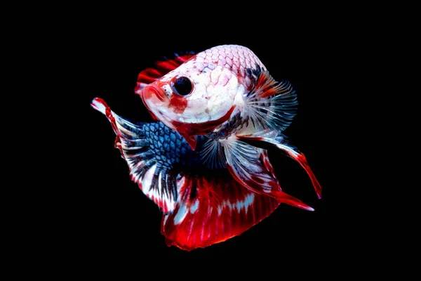 Betta fish Luta no aquário — Fotografia de Stock