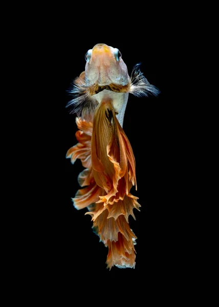 Beta-Fische kämpfen im Aquarium — Stockfoto