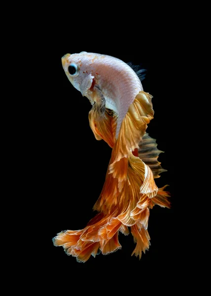 Beta-Fische kämpfen im Aquarium — Stockfoto