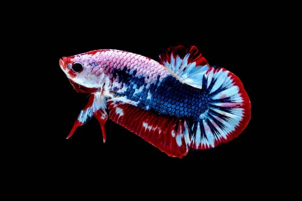 Betta cor do peixe Bandeira nacional — Fotografia de Stock