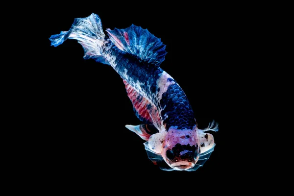 Betta fish Lotta in acquario — Foto Stock