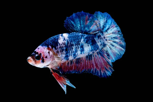 Betta vis vechten in het aquarium — Stockfoto