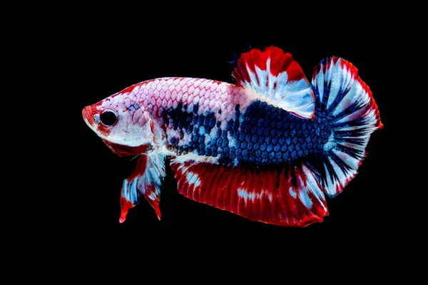 Betta vis kleur vlag — Stockfoto
