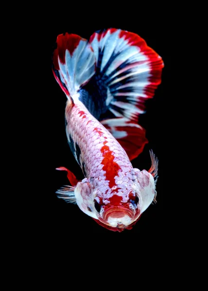 Betta hal színű nemzeti zászló — Stock Fotó