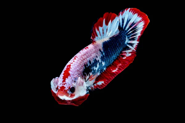 Warna ikan Betta Bendera nasional — Stok Foto