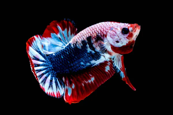 Color del pez Betta Bandera nacional —  Fotos de Stock