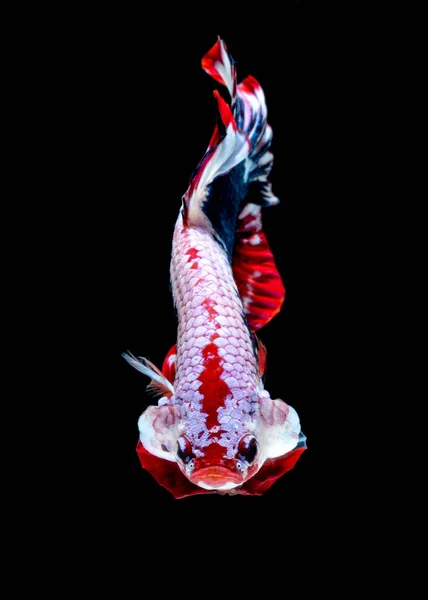 Betta 물고기 색 국기 — 스톡 사진