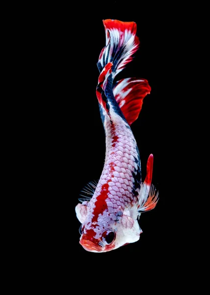 Color del pez Betta Bandera nacional —  Fotos de Stock