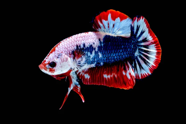 Betta hal színű nemzeti zászló — Stock Fotó