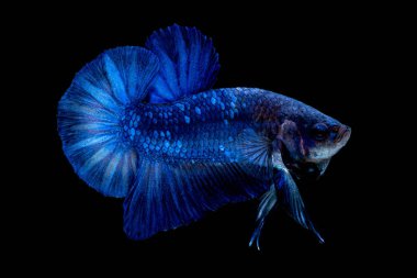 Betta balık ulusal bayrak rengini