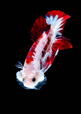 Betta balık ulusal bayrak rengini