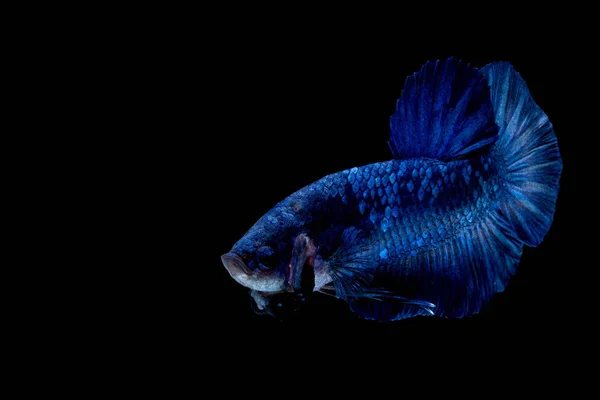 Betta fisk färg flagga — Stockfoto