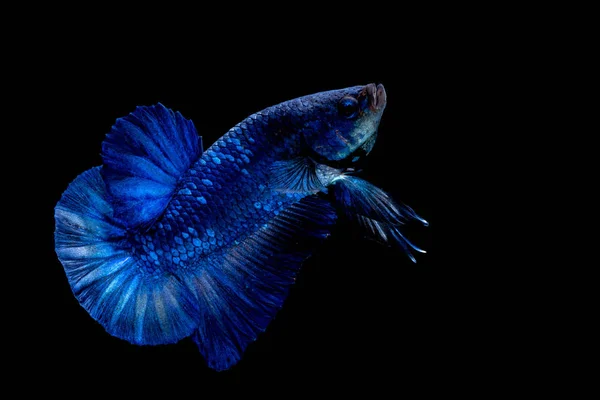 Color del pez Betta Bandera nacional — Foto de Stock