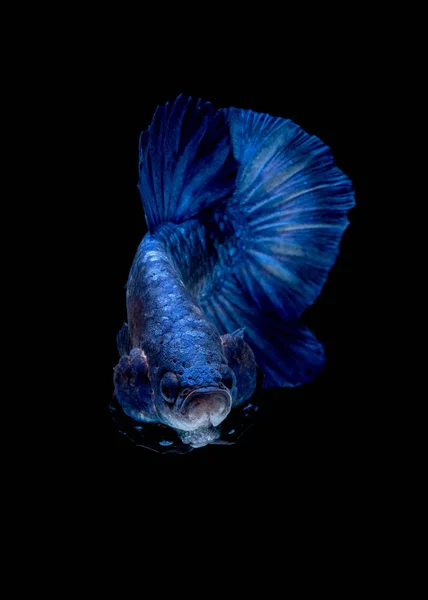 Color del pez Betta Bandera nacional —  Fotos de Stock