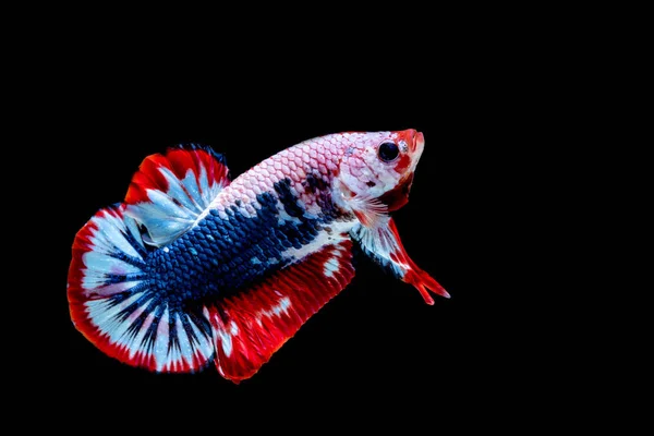 Betta fisk färg flagga — Stockfoto