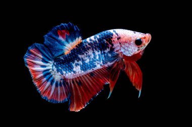 İçinde belgili tanımlık akvaryum daha iyi balık mücadele