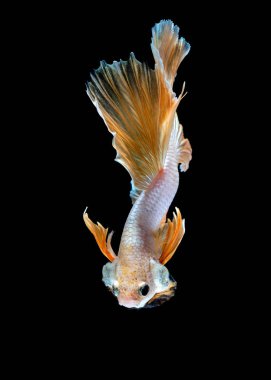 Daha iyi balık akvaryum siyah blackground mücadele