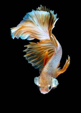 Daha iyi balık akvaryum siyah blackground mücadele