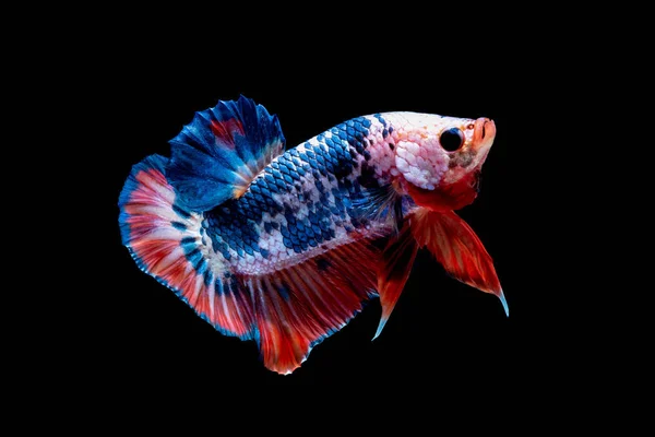 Betta fish Luta no aquário — Fotografia de Stock