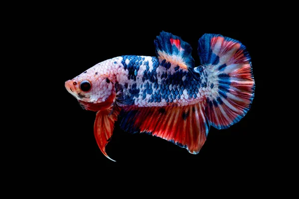 Betta fish Luta no aquário — Fotografia de Stock