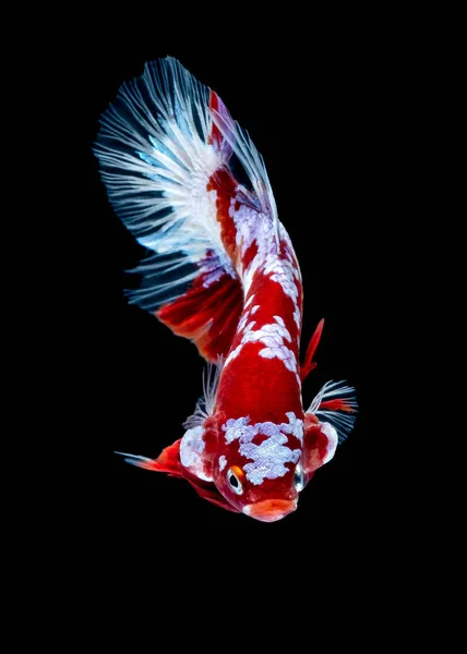 Betta kala taistelu akvaariossa — kuvapankkivalokuva