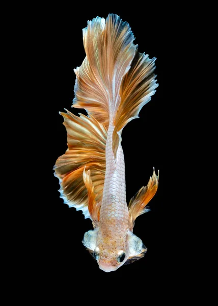 Betta Peixe Luta Aquário Blackground Preto — Fotografia de Stock