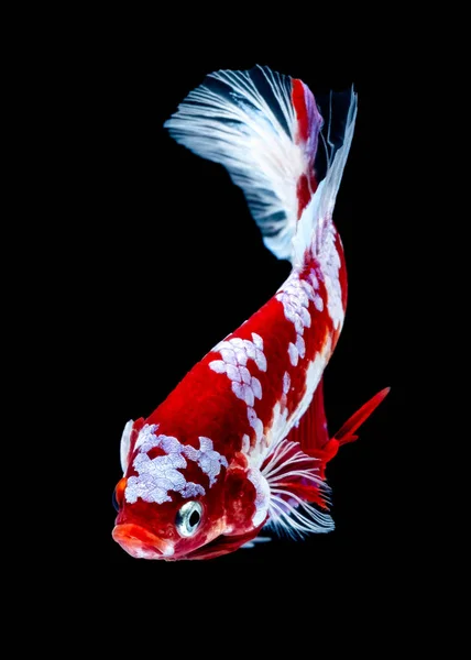 Betta fish Fight in the aquarium — Stock Photo, Image