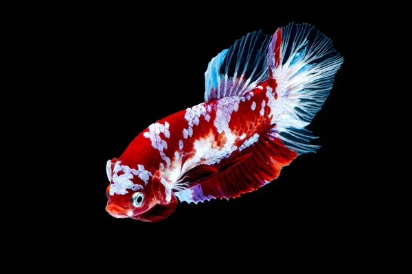 Betta fish Luta no aquário — Fotografia de Stock