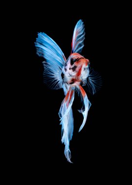 İçinde belgili tanımlık akvaryum daha iyi balık mücadele