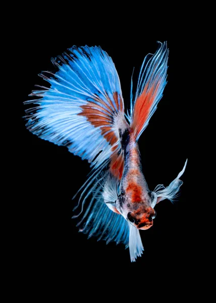 Betta fish Luta no aquário — Fotografia de Stock