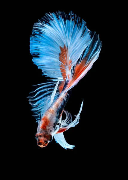 Betta vis vechten in het aquarium — Stockfoto