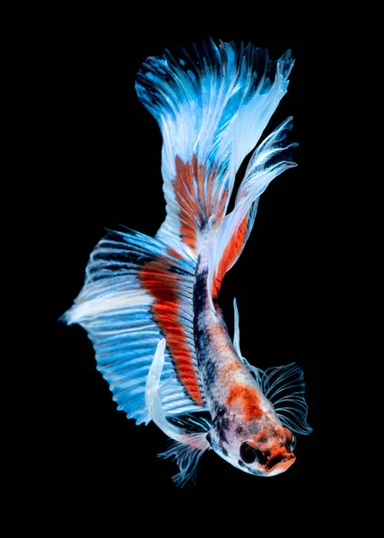 Betta fish Fight in the aquarium — Stock Photo, Image