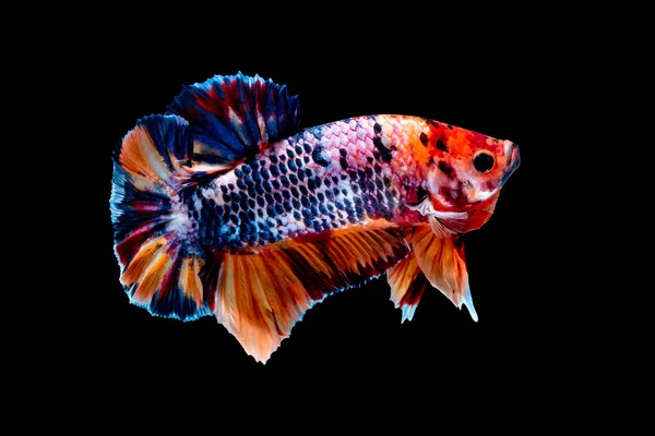 Betta Fish Koi Fisch Rot Weiß Aquarium Schwarzer Schwarzgrund — Stockfoto