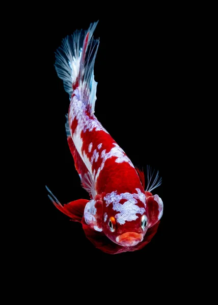 Betta balık koi balığı Kohaku kırmızı beyaz — Stok fotoğraf