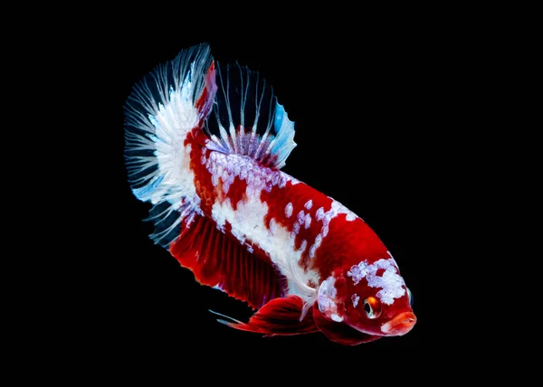 Betta balık koi balığı Kohaku kırmızı beyaz — Stok fotoğraf