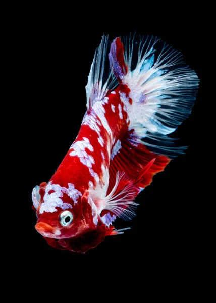 Betta peixe koi peixe kohaku Vermelho Branco — Fotografia de Stock