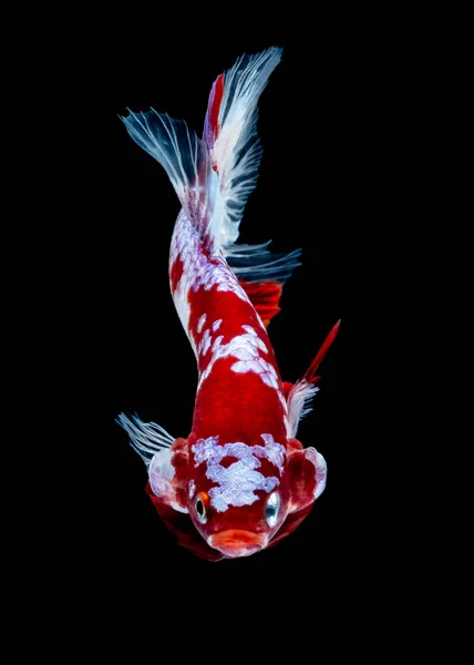 Betta peces koi peces kohaku rojo blanco — Foto de Stock