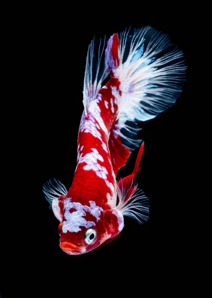 Ikan Betta koi ikan kohaku Putih Merah — Stok Foto
