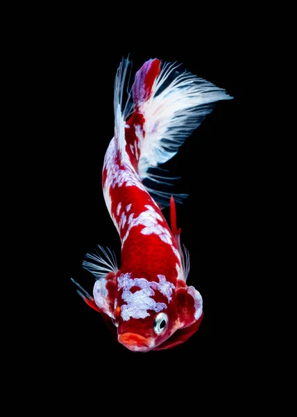 Betta fish koi fish kohao Red White — стоковое фото