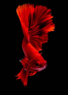 İçinde belgili tanımlık akvaryum daha iyi balık mücadele 