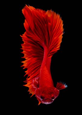 İçinde belgili tanımlık akvaryum daha iyi balık mücadele 