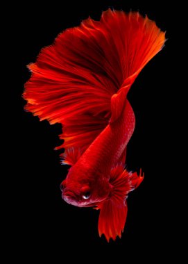 İçinde belgili tanımlık akvaryum daha iyi balık mücadele 