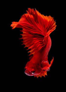 İçinde belgili tanımlık akvaryum daha iyi balık mücadele 