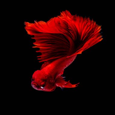 İçinde belgili tanımlık akvaryum daha iyi balık mücadele 